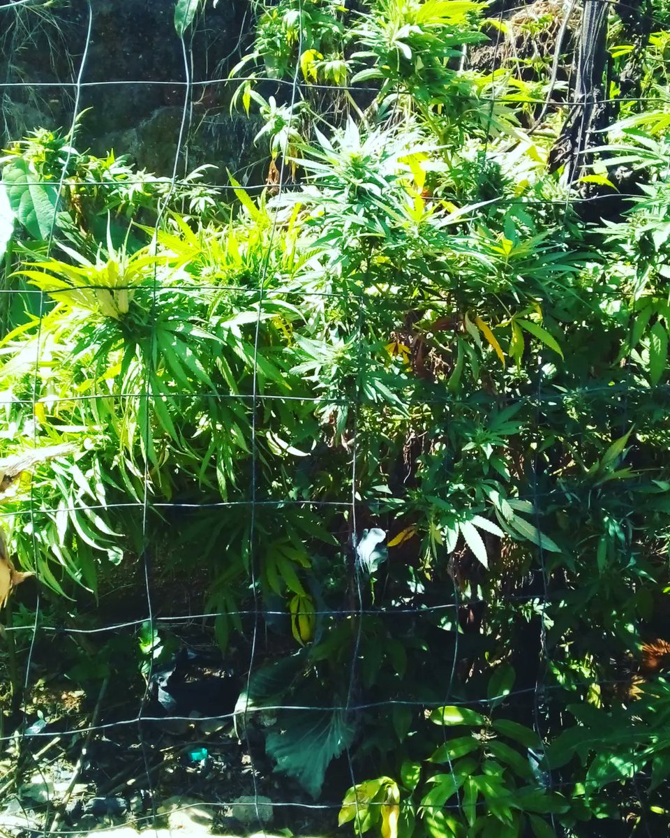 Nja_bulo1's tweet photo. Cook it and drink 🌿❤ its good for your healthy ✔️🌿
#intsango🔥 #Dipatje🔥 https://t.co/iM5X2qrVHu