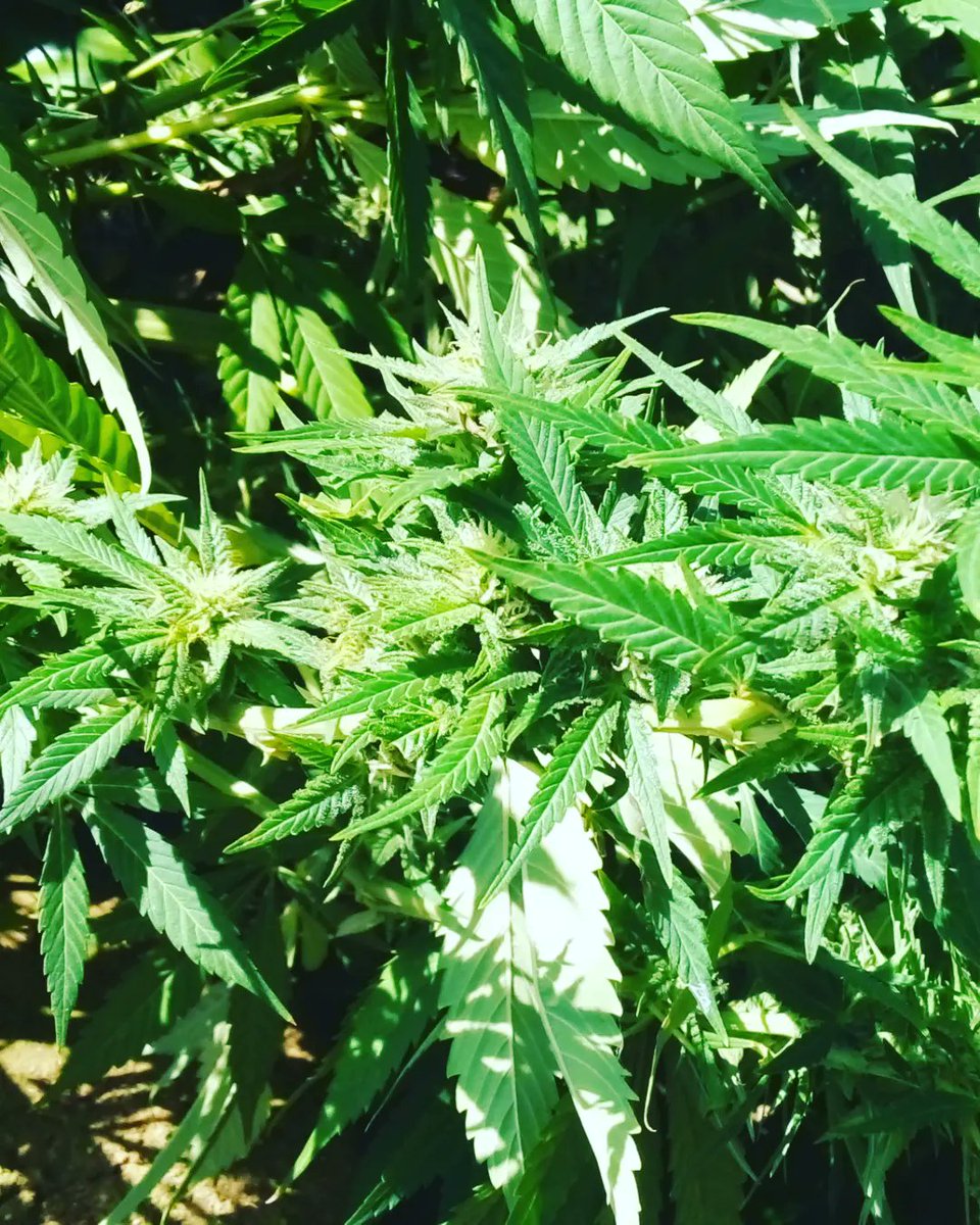 Nja_bulo1's tweet photo. Cook it and drink 🌿❤ its good for your healthy ✔️🌿
#intsango🔥 #Dipatje🔥 https://t.co/iM5X2qrVHu