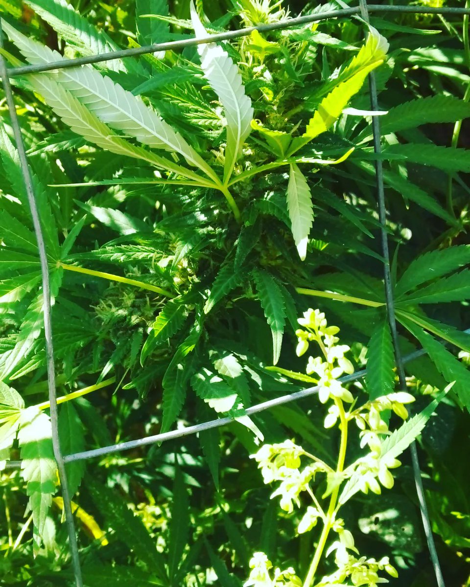 Nja_bulo1's tweet photo. Cook it and drink 🌿❤ its good for your healthy ✔️🌿
#intsango🔥 #Dipatje🔥 https://t.co/iM5X2qrVHu