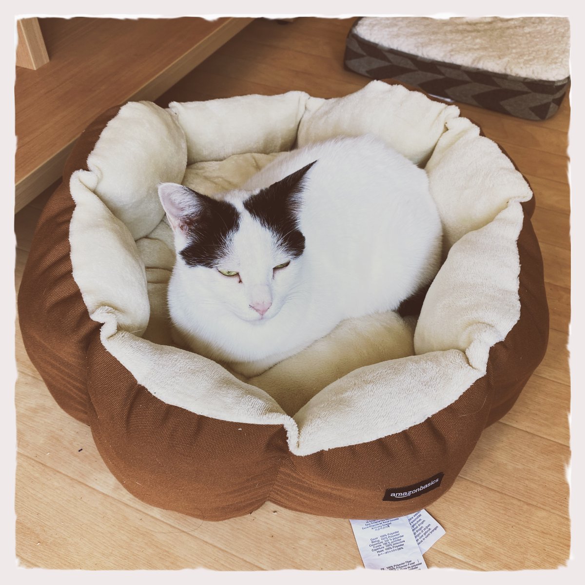obi_wan_eclipse's tweet photo. Center.  #猫式 #cat #ShotoniPhone   #Hipstamatic #Bruno #Radama https://t.co/rHbWe3RAFG