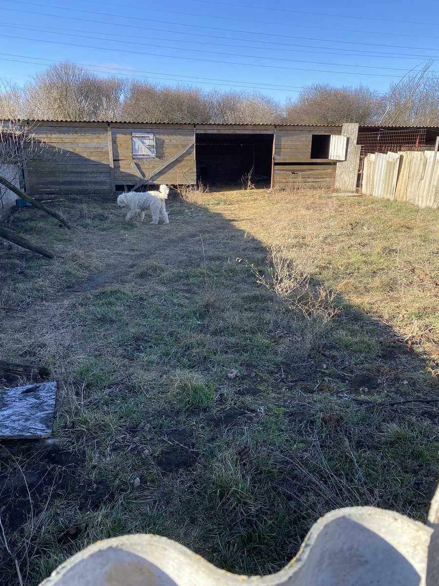 He’s a new Komondor boy at the shelter, now we’re making room for him at the shelter. We hope to adopt someone soon. #Shelter #dog #komondor #Adopt #adoptme