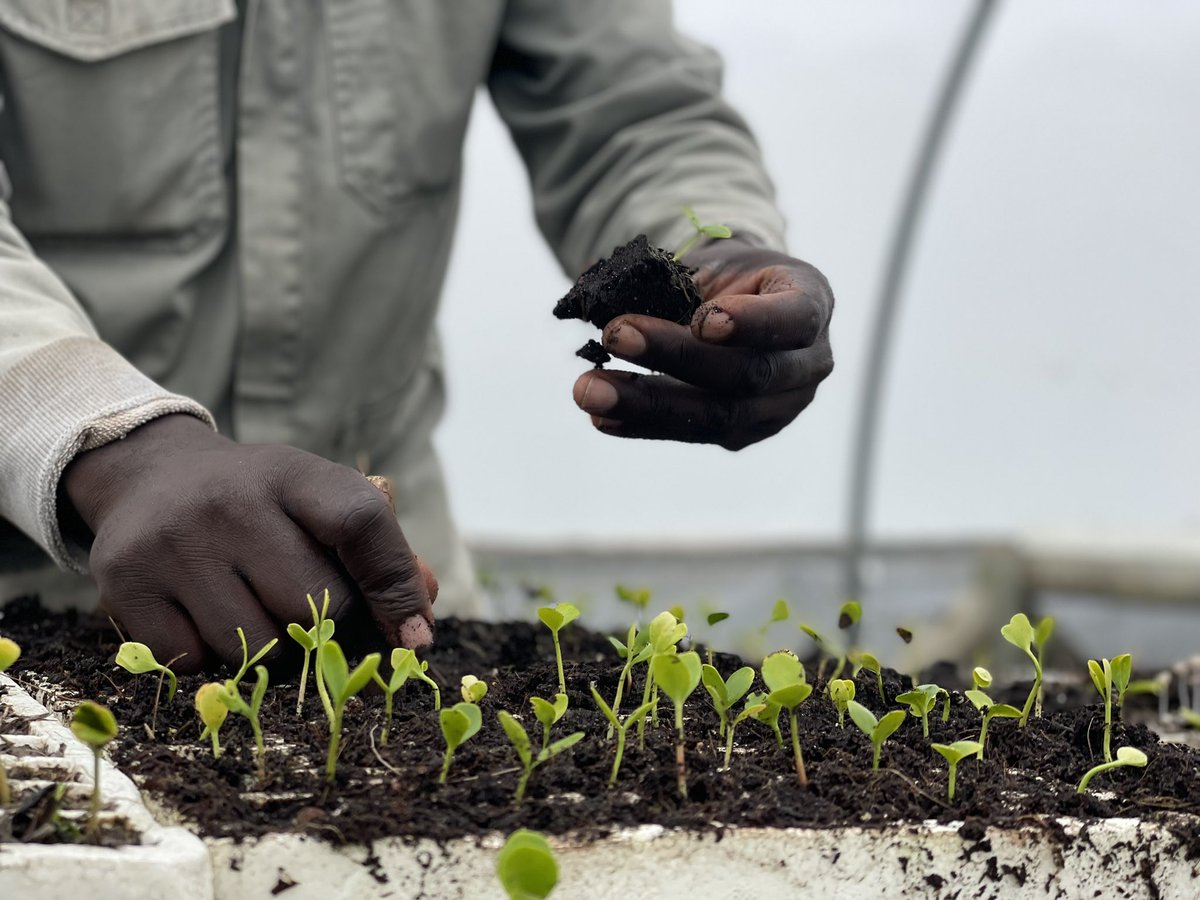NguniNursery's tweet photo. Itโs a rainy day in Cape Town Day!
The Nguni warriors are fully focusing on production today ๐
#treeproduction #ecopreneur #indigenoustreesonly #generationrestoration
https://t.co/bnhpROM3F8
#wholesaletreegrowers https://t.co/rirCU6vU0B