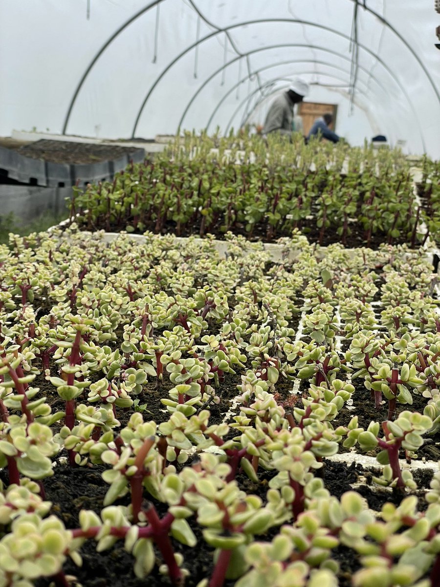 NguniNursery's tweet photo. Itโs a rainy day in Cape Town Day!
The Nguni warriors are fully focusing on production today ๐
#treeproduction #ecopreneur #indigenoustreesonly #generationrestoration
https://t.co/bnhpROM3F8
#wholesaletreegrowers https://t.co/rirCU6vU0B