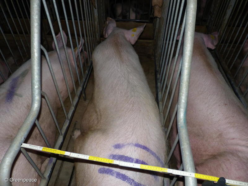 FFF_BERGAMO's tweet photo. .@Mipaaf_ #Patuanelli, continuare a finanziare gli #allevamenti intensivi, addirittura con una certificazione di Benessere animale, è un inganno per i cittadini e un danno per l’ambiente. #BugieInEtichetta #IngannoInEtichetta https://t.co/AJdEppEu7S
