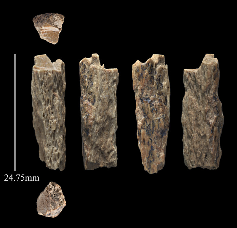 tommyhigham's tweet image. We used ZooMS with @PalaeoTwit to discover Denny and other hominin remains from Denisova Cave. We can&apos;t wait to get the lab up and running to do more fun science! Contact @Katerina__Douka to discuss collaborations and ideas! Thanks to #Finder_Project @ERC_Research and @univienna