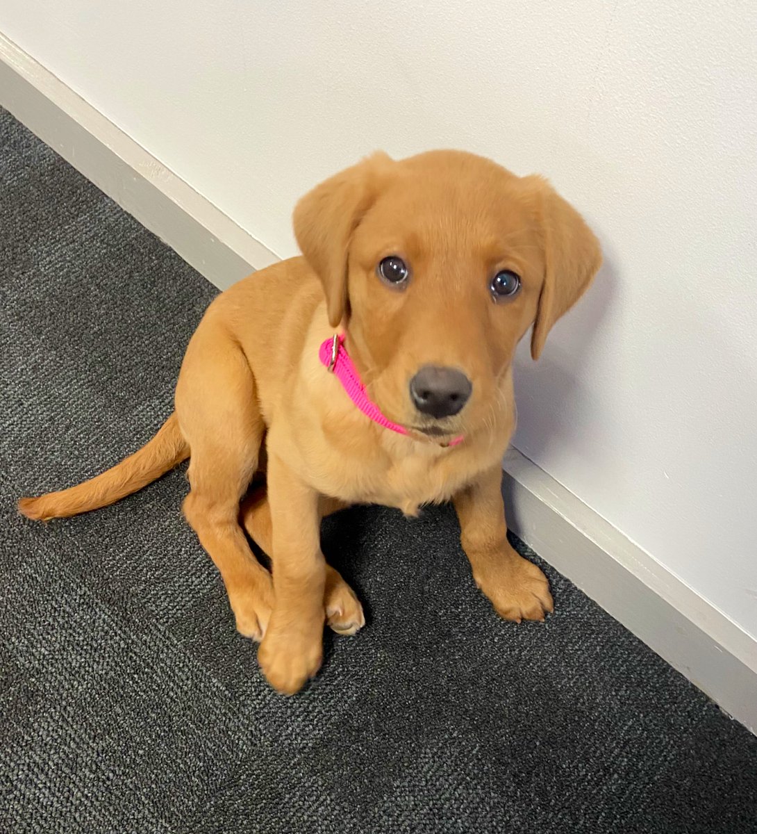 tnaspo's tweet photo. Head of wellbeing is in the office today 🙌🏾🥰 #tuesdayvibe #officedog https://t.co/jKL5BNu06u