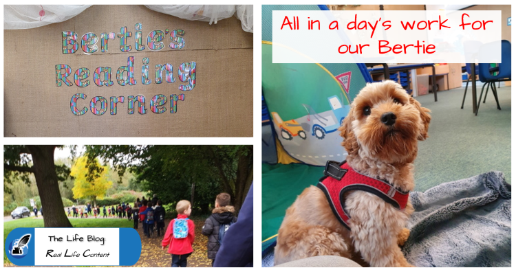 Canine_Concern_'s tweet photo. A lovely article written by volunteer Rebecca & therapy dog Bertie, about what they do at their local school each week
Have a read to hear all about their experience and what they get up to
https://t.co/6e88iCjMYH
#canineconcern #therapydogs #workingdogs #caredog #ukcharity https://t.co/DMupqvsEIQ