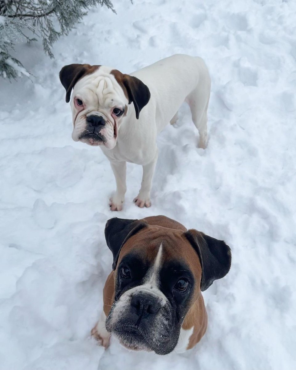 Boxerlover02's tweet photo. Sweet
Babies!! 

#boxerlover
#boxerdogs 
#boxerlife
#boxer
#boxerpuppy
#boxerdoglove
#boxerdogsoftwitter
#boxerlove
#boxers
#boxerdoglover
#dogboxer https://t.co/qn0aUEnEhm