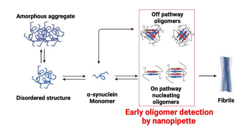 ACSCentSci's tweet photo. Fast Decoding of the First Steps of Protein Aggregation Using a Nanopipette. 
Check out #FirstRxns https://t.co/FFXjOnuqEB by Juan Pelta @UnivParisSaclay @CNRS and @CressiotB on research https://t.co/vUkKWKJmb4 by @s_balme, @MeyerNathan9, and team @umontpellier. https://t.co/KkZO8p5HsL