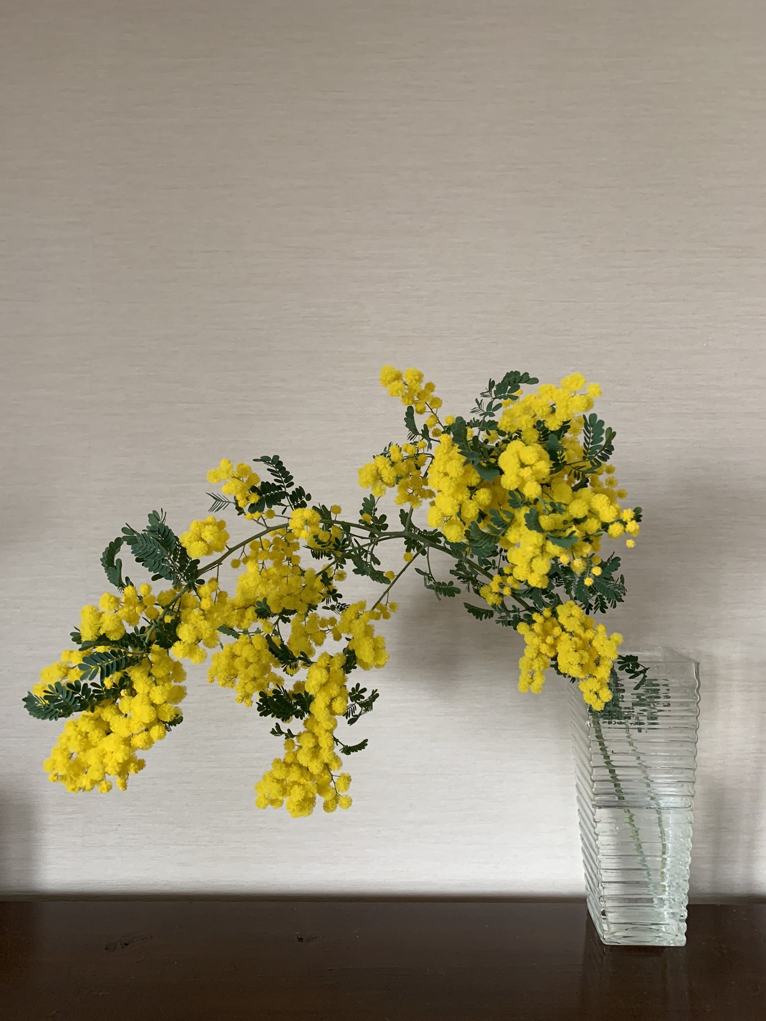 ミモザの花言葉 Twitter Search Twitter