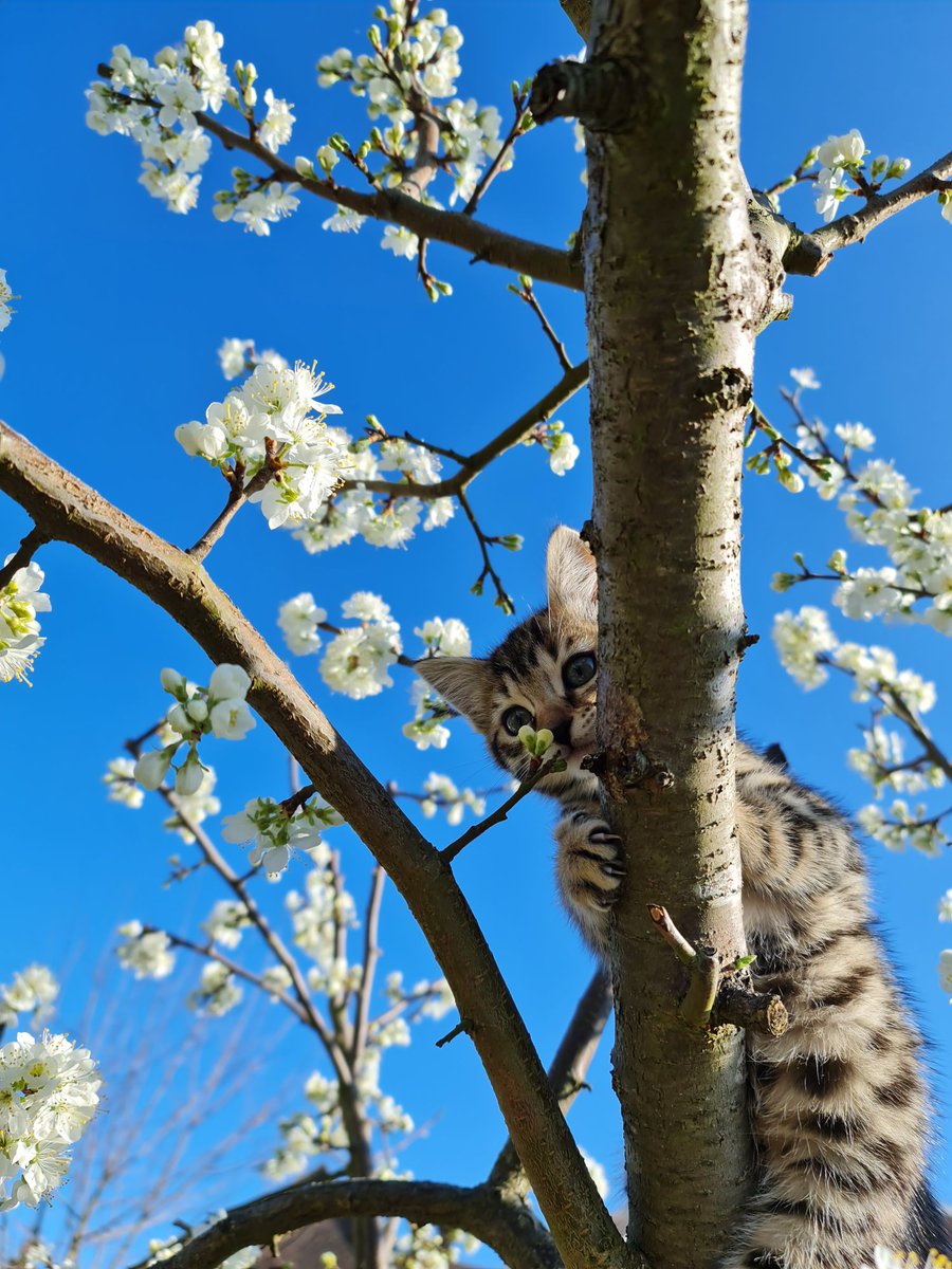 BinaryCoder's tweet image. The newest family member. Has the potential to be fast keyboard jumper(master of deleting my #code)... 😂

#kitten #Bengals
