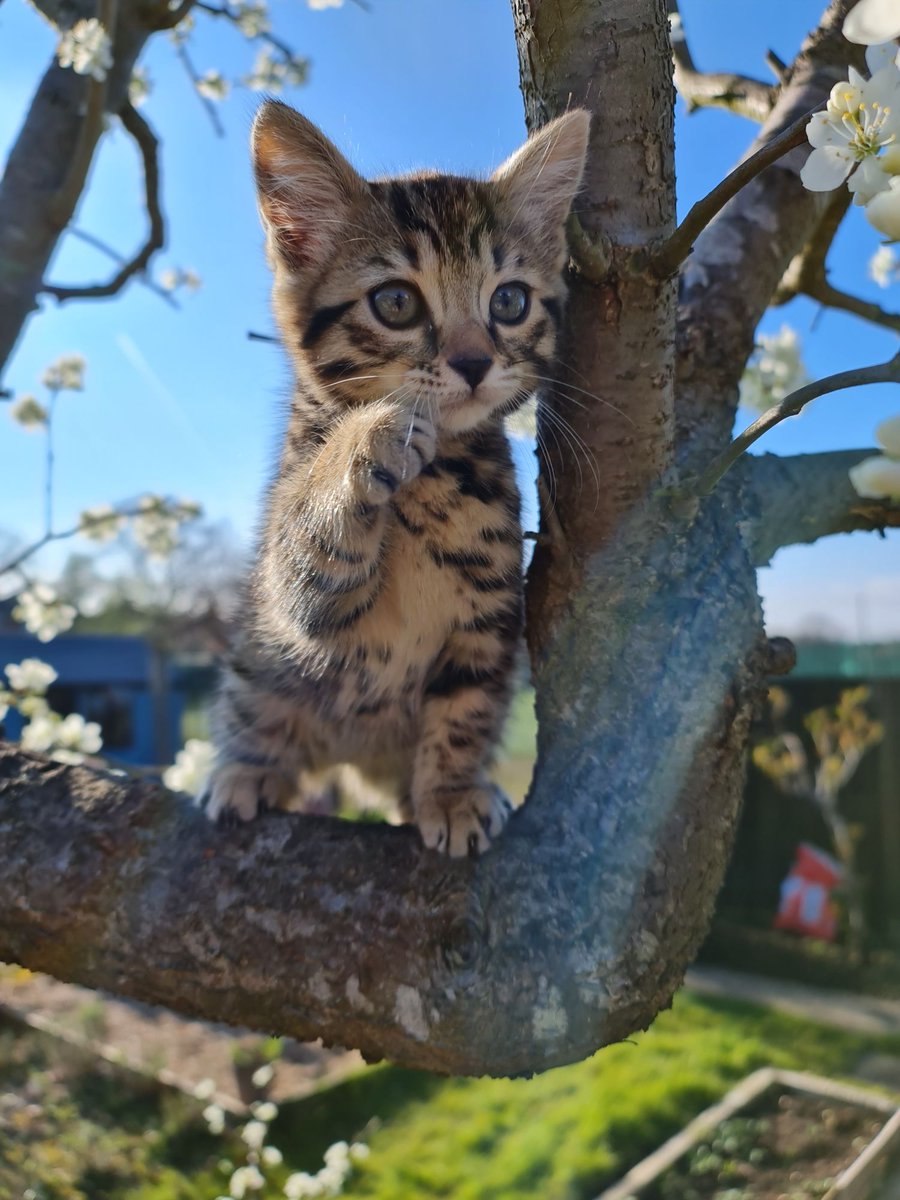 BinaryCoder's tweet image. The newest family member. Has the potential to be fast keyboard jumper(master of deleting my #code)... 😂

#kitten #Bengals