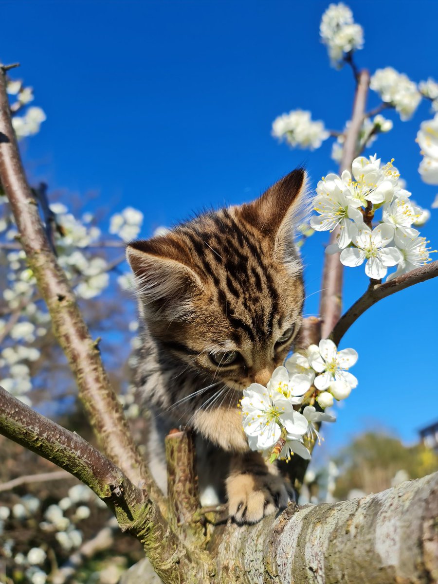 BinaryCoder's tweet image. The newest family member. Has the potential to be fast keyboard jumper(master of deleting my #code)... 😂

#kitten #Bengals