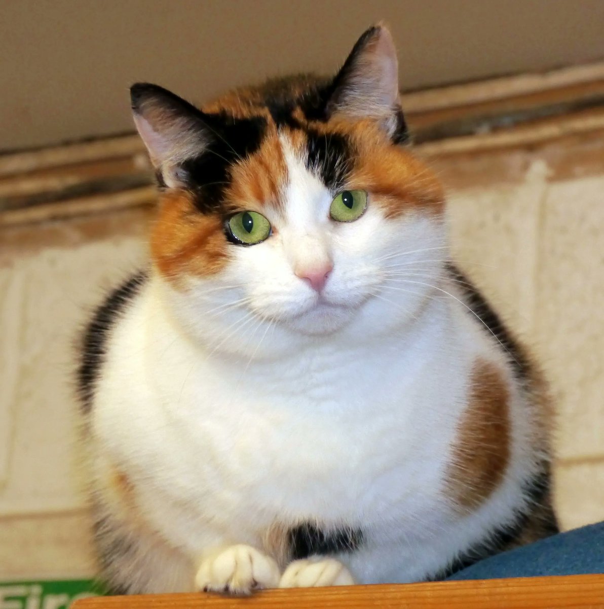 RomneyCats's tweet photo. Pet birthday or re-homing date coming up? Why not celebrate their special day &amp; help the #RomneyHouse #cats at the same time by making a donation or asking friends and family to support our charity? https://t.co/pj5oSBxJqb https://t.co/ZKVU7PmigA