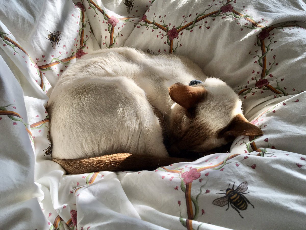 Diablo_Siamese's tweet photo. The #HandsomestDevil recharging #Nesting #BigBed #CatAntics @jolenehunter #CatsOfTwitter #catsofinstagram https://t.co/J2eEFXtciL