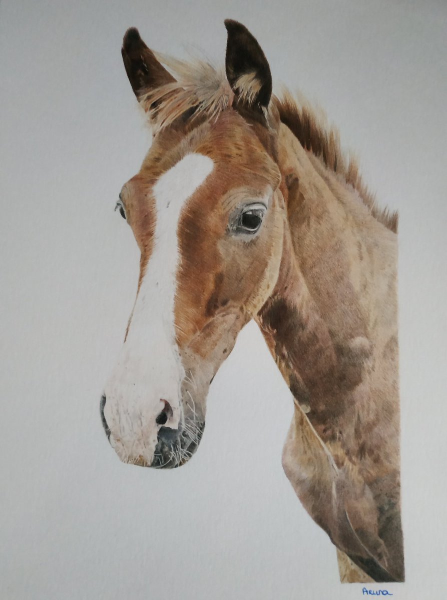 Aruna_Lanate's tweet photo. #TheArtistChallenge Day 4. Posting my art every day for 10 days. The goal is to promote positivity, camaraderie ☮️ &amp; the ❤ of #art. I invite @artist_sandra 
 to join.

(ref pic from friesian-horses on facebook) https://t.co/0BmaldLit4