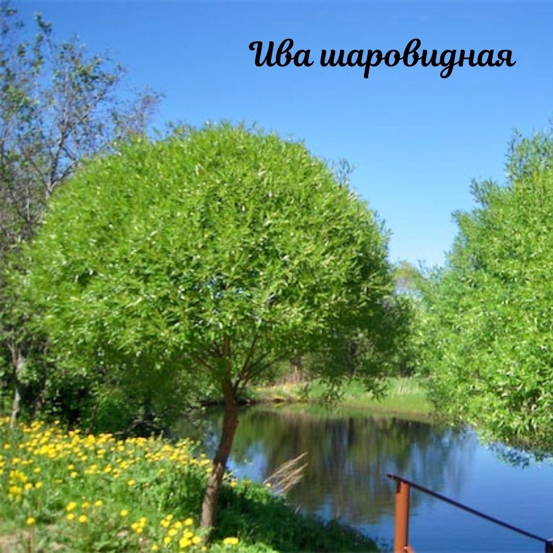 Ива ломкая шаровидная