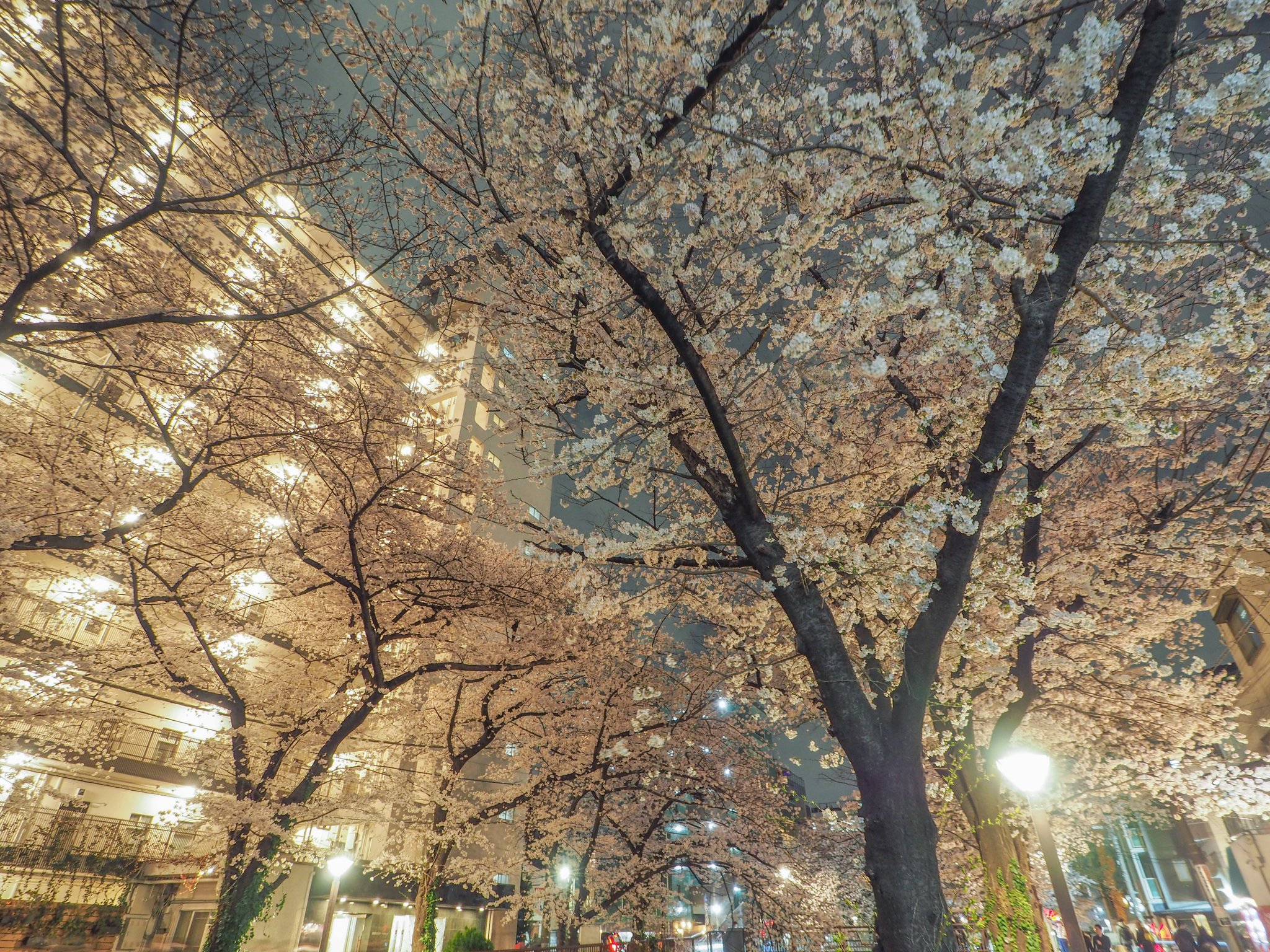 目黒川の桜 Twitter Search Twitter