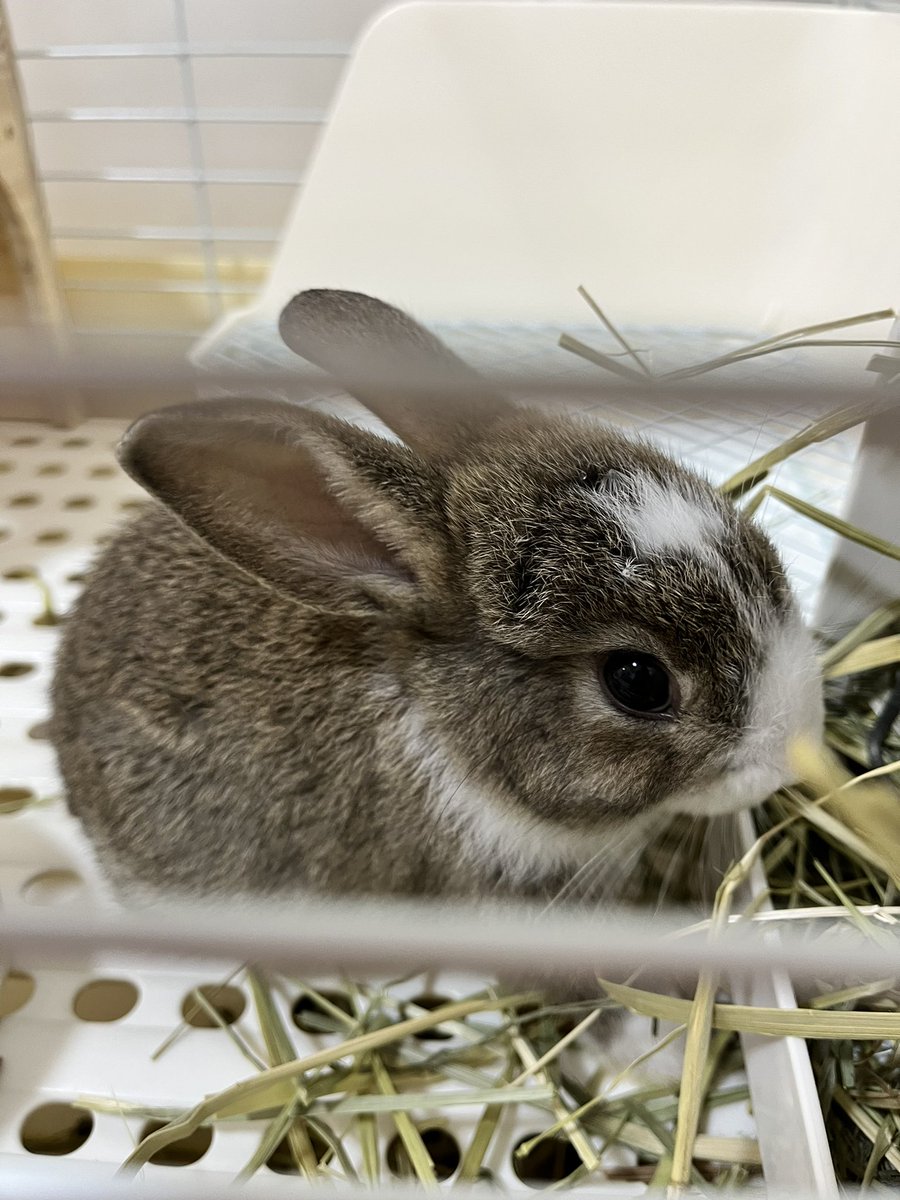 ringotokitty's tweet photo. いっぱい食べて寝て
スクスクと育ってねっ🐰☺️✨ https://t.co/98uaukGHrN