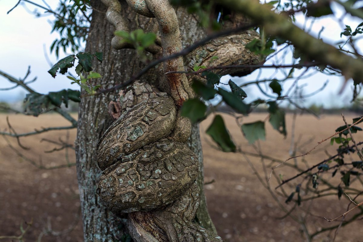jameswburke2011's tweet image. Ivy 'snake' in an Irish ringfort near home. Ringforts (enclosed settlements) were in use from 7-10th century and are generally left untouched by farmers, in case they bring ill-luck from the faeries. #ringfort #rath #irelandsancienteast
