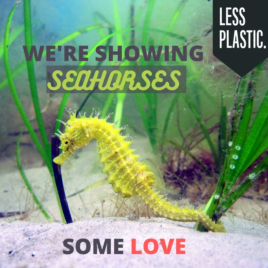 Seahorses - one of nature's greatest creations 😍 But boat anchors can destroy the #seagrass they need to thrive 😥

That's why we've joined forces with @TheSeahorseTrust to protect seagrass - and show seahorses some love! RT to show your support ❤️💜

📸 Neil Garrick-Maidment