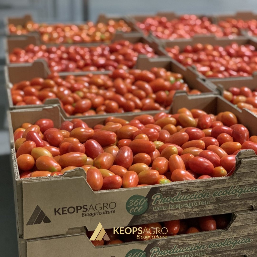 KeopsAgro's tweet photo. Del campo a tu mesa sin tiempos de espera, en unas condiciones totalmente óptimas y en su punto máximo de frescura, así es el confeccionado de #KeopsAgro 🍅❤️.
#Bioagricultura https://t.co/CttMm4gPYE