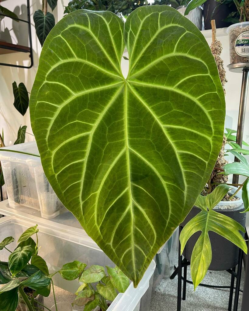 PrinciplePlant's tweet photo. It’s stopped growing and is starting to harden off at an impressive 51cm! #Anthuriumsanonymous #anthuriummadness #allaboutanthuriums #anthuriumcollection #leaftexture #ihaveathingforfoliage #ihaveathingforanthuriums #plantaddict #plantsofinstagram #plant… https://t.co/jVmJnChubJ https://t.co/8qyDaN1okk