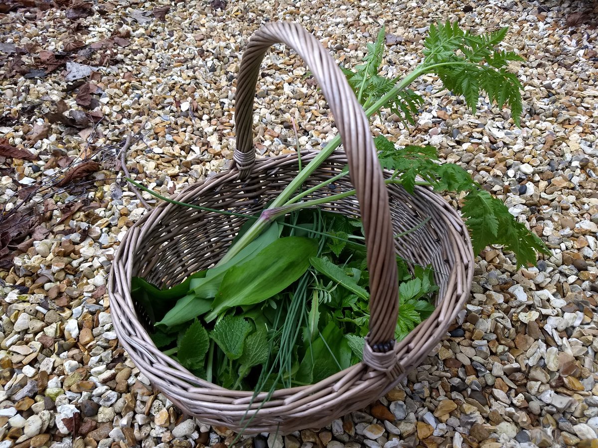 zopink's tweet image. Morning's salad forage - wild garlic, crow garlic, ground elder, white deadnettle, wild chervil (caution - deadly lookalikes), wood sorrel, vetch, dandelion. Salad for breakfast. #springforage #morningforage #dailyforage