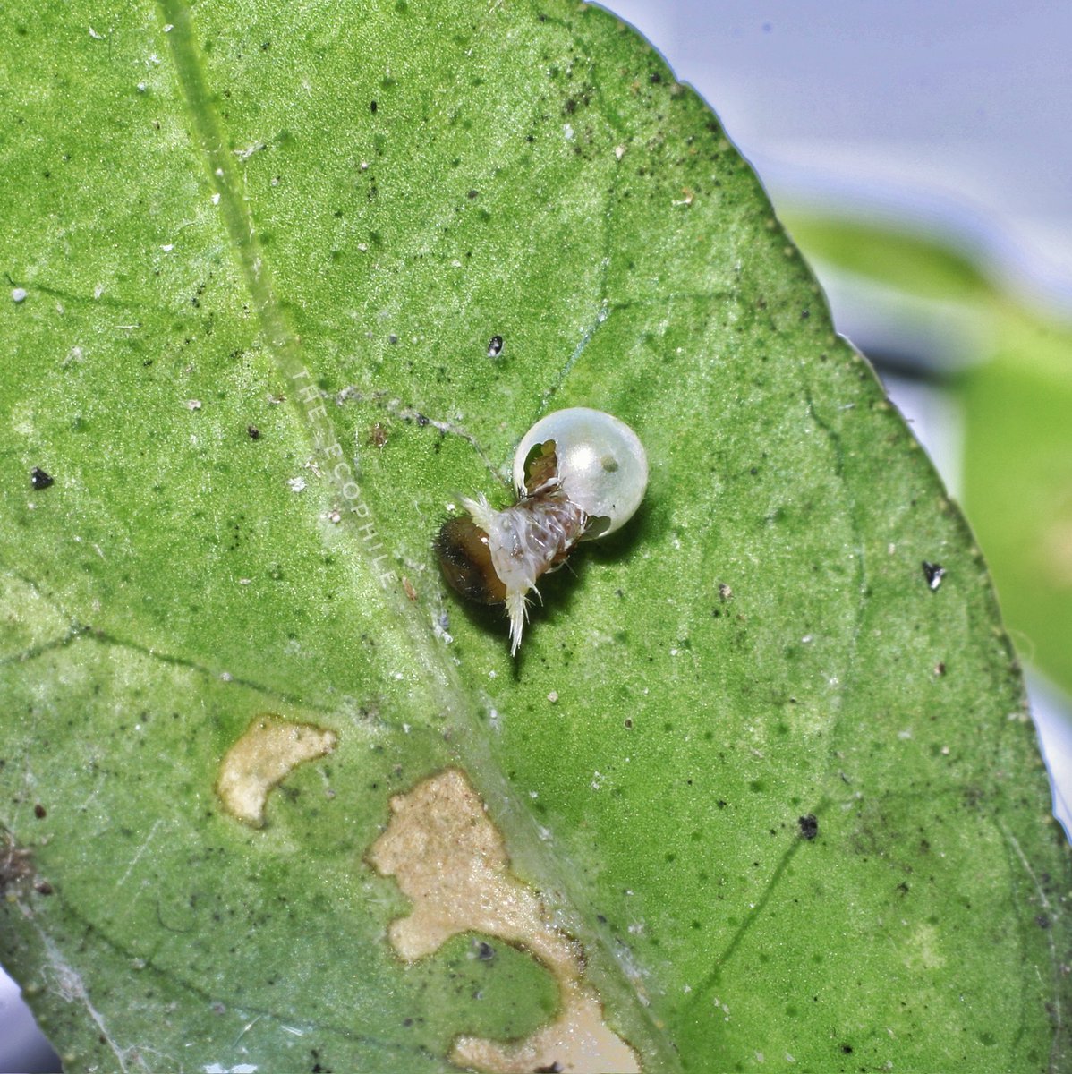 ushma_teotia's tweet photo. @BraydenCreation Butterfly caterpillar just hatched from the egg. #bluemormon https://t.co/I9wWhUZhCu
