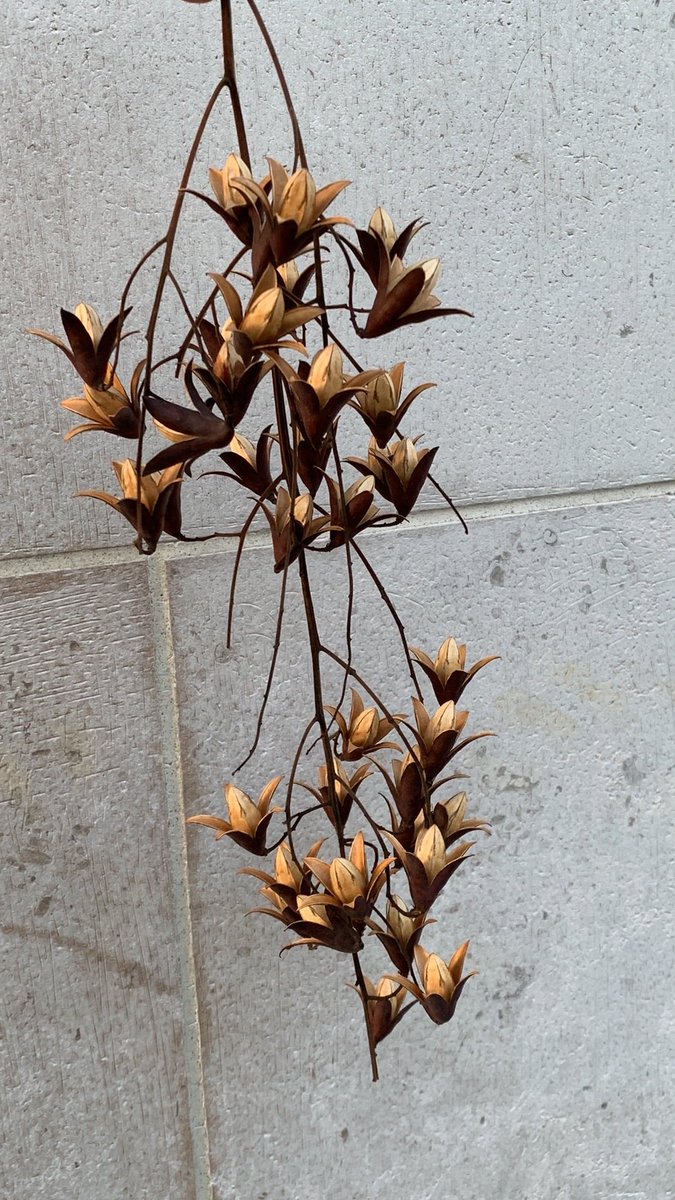 TreesParis's tweet photo. These beautiful seeds grow on a Chinese mahogany tree in rue. d’Estrees, next to the health ministry in Paris. I have never seen this tree anywhere else. Called Toona Sinensis, its wingnut tree-like leaves are used as a vegetable in China, and to make a sauce in Southeast Asia. https://t.co/fZ0RezV4U8