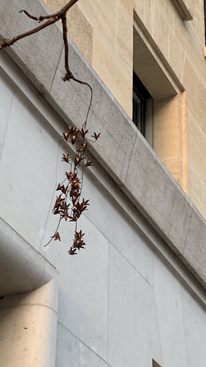 TreesParis's tweet photo. These beautiful seeds grow on a Chinese mahogany tree in rue. d’Estrees, next to the health ministry in Paris. I have never seen this tree anywhere else. Called Toona Sinensis, its wingnut tree-like leaves are used as a vegetable in China, and to make a sauce in Southeast Asia. https://t.co/fZ0RezV4U8