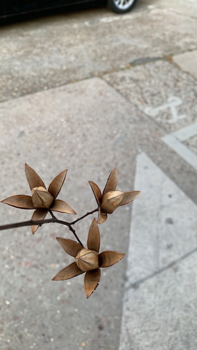 TreesParis's tweet photo. These beautiful seeds grow on a Chinese mahogany tree in rue. d’Estrees, next to the health ministry in Paris. I have never seen this tree anywhere else. Called Toona Sinensis, its wingnut tree-like leaves are used as a vegetable in China, and to make a sauce in Southeast Asia. https://t.co/fZ0RezV4U8