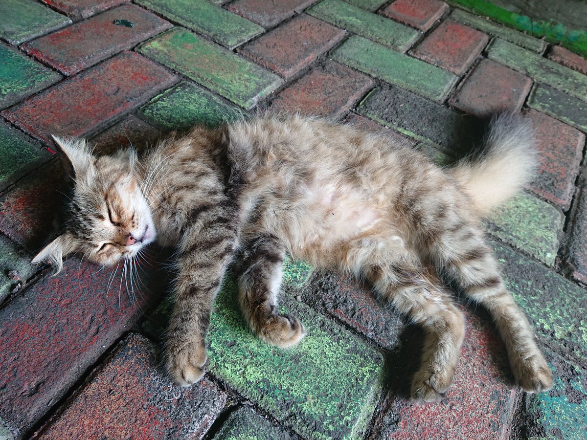 Ulum21's tweet photo. Enak kali yah jadi kucing..... Tidur terus 😅���😅 https://t.co/zTmJheEvTk