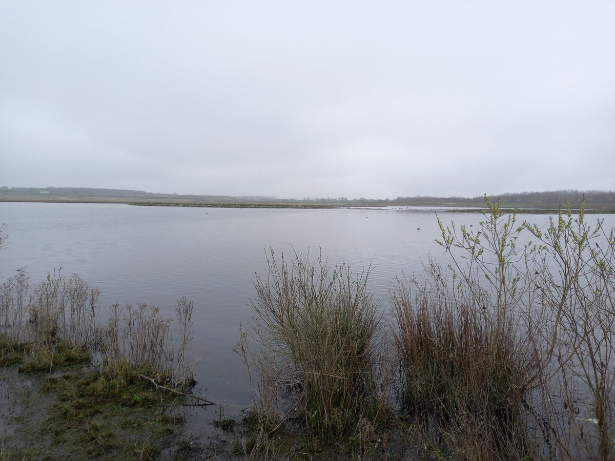 Ten mins on the train from central Leeds @RSPBAireValley & within an hour Great White Egret booming Bittern Black necked Grebe drake Garganey & a family of Whooper Swans. Plus singing Blackcaps Chiffchaffs & Cetti's Warblers! Just over 30 yrs ago this was a coal mine #coallegacy