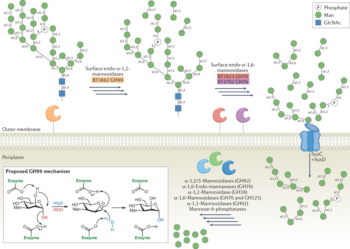 Carbohydrate-active enzymes (CAZymes) in the gut microbiome

rdcu.be/cJ4Qy

Withers and colleagues discuss the vast diversity and activities of CAZymes and their potential applications.