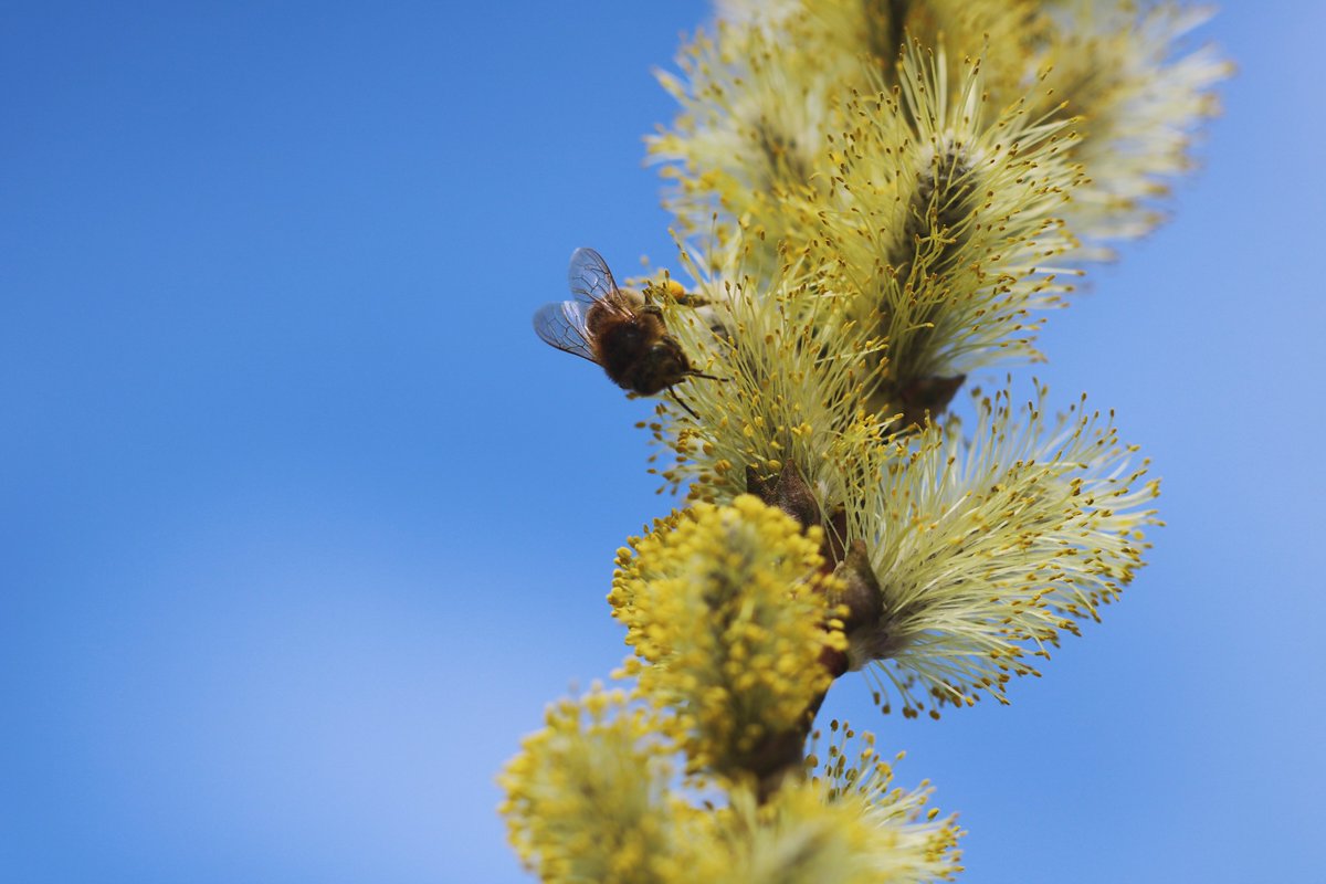 GTFCymru's tweet photo. Planhigion cynnar y gwanwyn i beillwyr 🌸🐝

Darganfyddwch blanhigion gorau y gwanwyn ar gyfer peillwyr, yn seiliedig ar ymchwil @walesbotanic

Dysgwch pa beillwyr sy'n debygol o gael eu canfod ar y rhywogaethau hyn, yn ogystal â sut i'w tyfu - https://t.co/jCFeTlxbd5 https://t.co/quRQx71kCZ
