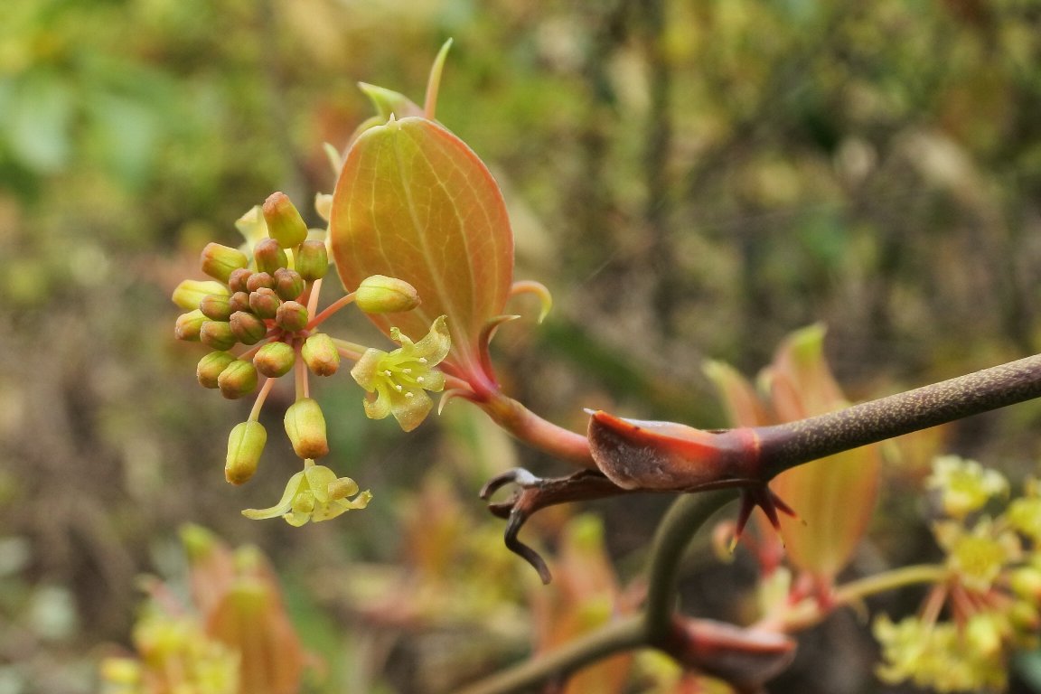 漱石枕流 サルトリイバラ 猿捕り茨 の花 By J5 里山の登山道で サルトリイバラ 猿捕り茨 の花が咲き始めています これは雄花 雌雄異株ですが雄花がほとんどで 雌花を探しているのですがあまり見かけません 山帰来 サンキライ