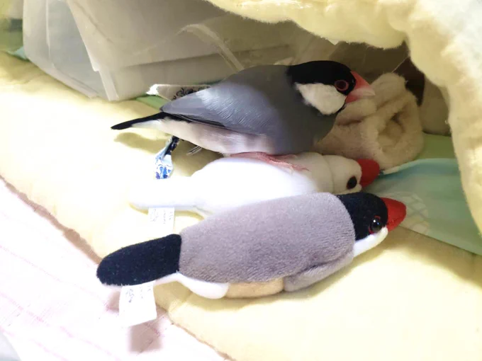 オズマジョさん みょん、のともだちOMOMI文鳥グッズ〜!