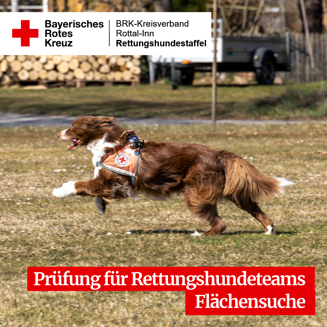 BrkRottal's tweet photo. #Rettungshunde werden regelmäßig geprüft. Wie zum Beispiel letztes Wochenende bei der #Flächenprüfung in #Brombach. Ihr habt Interesse an der Arbeit der #Rettungshundestaffel des #BRK Rottal-Inn?
Hier gibt es mehr Infos: https://t.co/q1VHUftWaX https://t.co/KaI4Up7Ldx