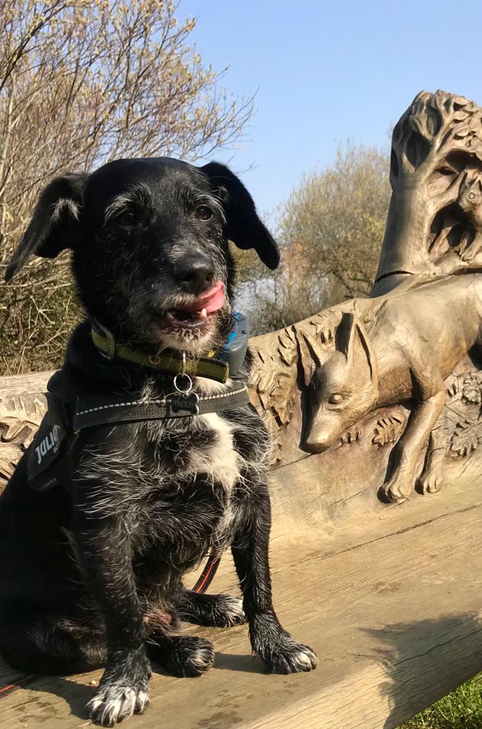 Nothing better than getting home and taking this boy down the beach #LoveSouthbourne