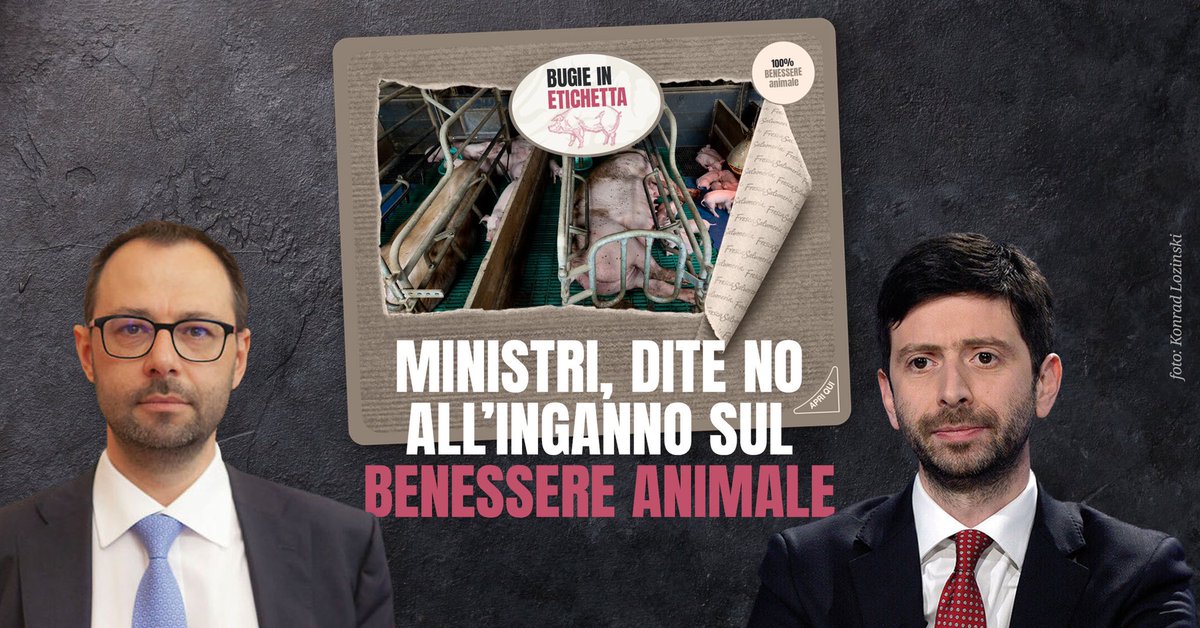 GreenpeaceGL_TS's tweet photo. Gli allevamenti intensivi NON possono ricevere il bollino Benessere Animale. @MinisteroSalute @Mipaaf_ @robersperanza #Patuanelli: non approvate una certificazione ingannevole! #BugieInEtichetta #IngannoInEtichetta https://t.co/SgaRmQfWPR