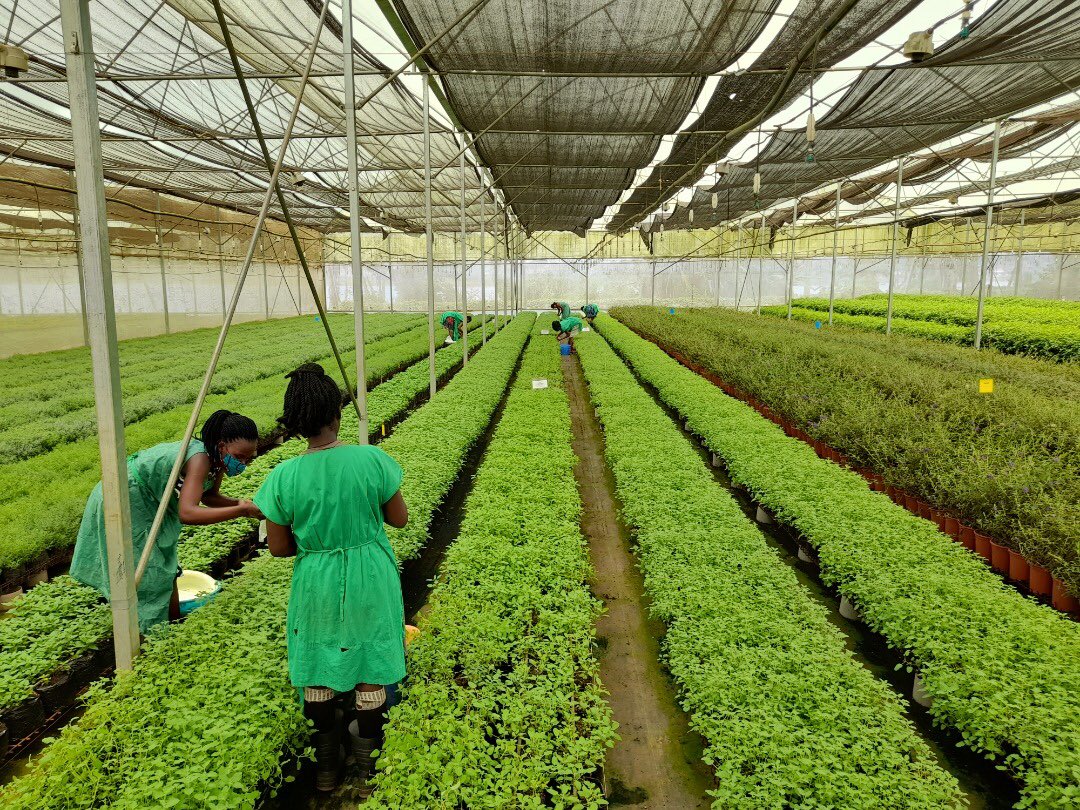 RealipmUG's tweet photo. Trust us to provide the required consultancy and knowledge about your flower growing business. Contact us today and our team will get your needs sorted. #RealIPMUganda https://t.co/txqz6Y2fdV