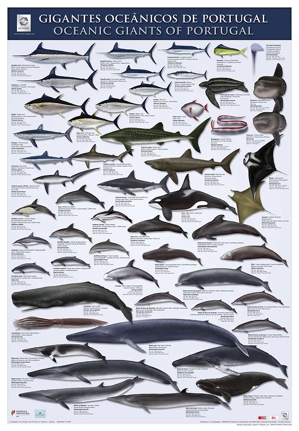 🌊Os posters Rota da Primeira Circum-Navegação e Gigantes Oceânicos de Portugal são duas novas ferramentas didáticas sobre o #oceano para as #escolas. A iniciativa é da Estrutura de Missão para as Comemorações do V Centenário da Circum-Navegação de Fernão de Magalhães 2019-2022.