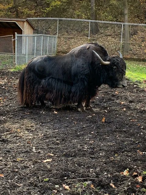 Onyx, the majestic yak and narrator of our newsletters!
You can sign up here: buff.ly/3kgHjZU
#highparkzoo #yak #newsletter <a href="/TorontoPFR/">City of Toronto PFR</a> @PFRPartnerships