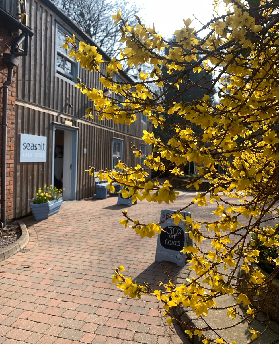 The forsythia outside the Seasalt Cornwall Sale Shop is stunning, spring has well and truly sprung at the Village!
#visitlichfield #lovelichfield #lichfield #suttoncoldfield #tamworth #shoppingbrum #brumdining #daysout #dayoutbrum #heartvillage #lichfieldmums #suttonmums
