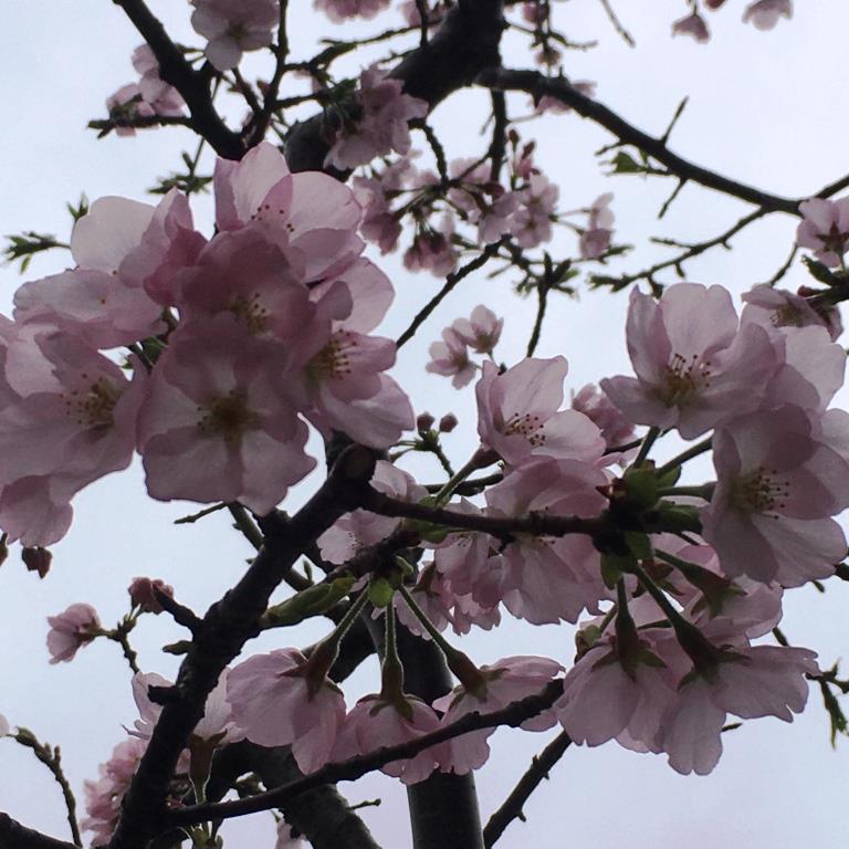 5beachP's tweet photo. 花曇り&amp;花冷えの今日も桜は綺麗に咲いていますが、まだつぼみもいっぱい。きっと週末まで待っていてくれそうです🌸

#千葉市
#蘇我 https://t.co/4eq95SAUI7