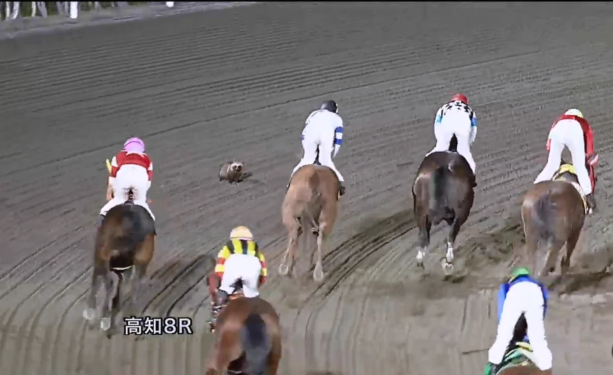 高知競馬でレース中に？なぜかたぬきが乱入してしまうwww