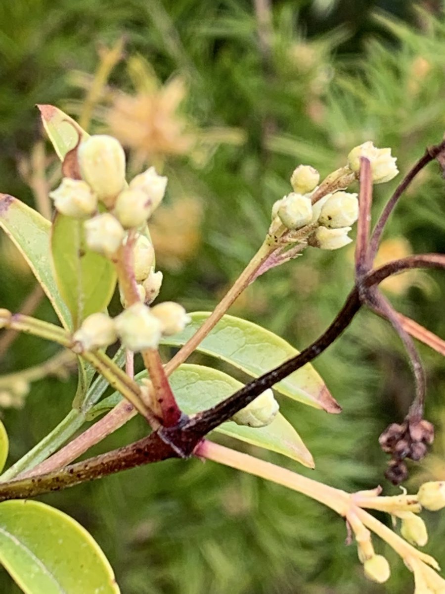 Pandorea pandorana Golden Showers aka wonga wonga vine flowering in my garden Needs a sheltered spot and doesn’t like wind or heavy frost The cream flowered one is tougher #ozplants #Bignoniaceae <a href="/GondwanaPlants/">AusPlantSoc</a>