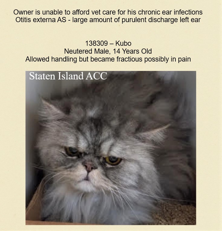 sachikoko's tweet photo. 🆘URGENT🆘SENIOR ALERT🆘
❤️‍🩹STUNNING 14YO #SENIOR SILVER PERSIAN KITTY "KUBO"❤️‍🩹
😿💔OWNER UNABLE 2 AFFORD VET CARE 4 EAR INFECTIONS
🚨NEEDS #ADOPTION #RESCUE #FOSTER ASAP!🚨
🚨138514- https://t.co/VtODVhYYyO
🙏🏽#ADOPT #PLEDGE #SAVEALIFE #AdoptDontShop
#STATENISLAND #NYCACC #CAT https://t.co/in21bimWUL