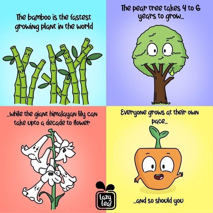 WoodlandsGSA's tweet photo. The bamboo is the fastest growing plant in the world.

The pear tree takes 4 to 6 years to grow.

…while the giant Himalayan lily can take up to a decade to flower.

Everyone grows at their own pace…and so should you
- #lazyleaf https://t.co/zMr3RUPi1d